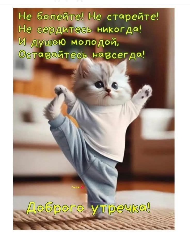 Открытка «С добрым утром»: С добрым утром! Бодрости, здоровья и молодости!. Тэги: хорошего дня, кот, животное, пожела…