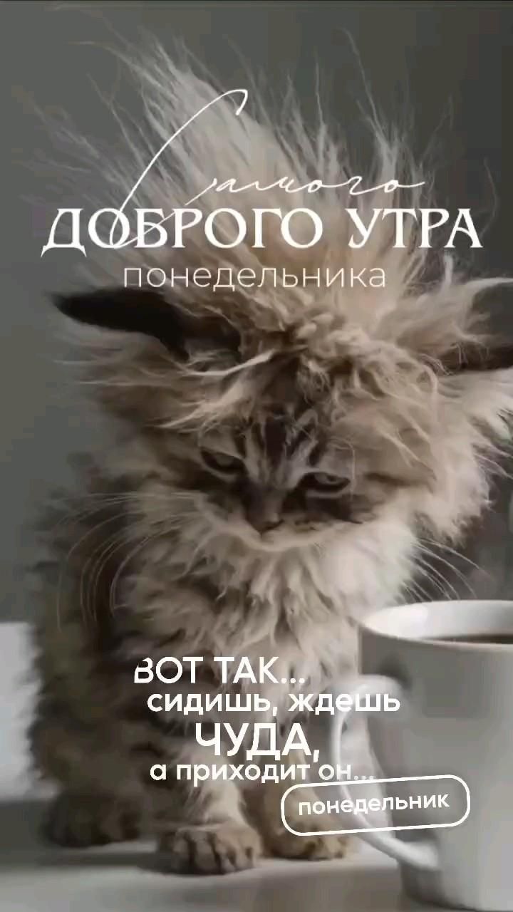 Открытка «С добрым утром»: Когда ждешь чуда, а приходит понедельник. Тэги: С добрым утром в понедельник, С добрым утр…