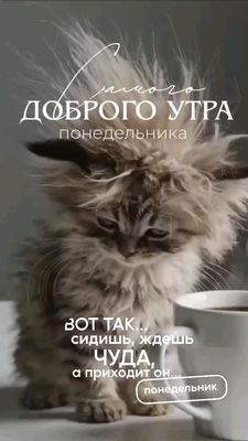 Открытка «С добрым утром»: Когда ждешь чуда, а приходит понедельник. Тэги: С добрым утром в понедельник, С добрым утр…
