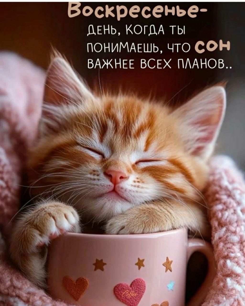 Открытка «Добрый день»: Воскресный сон: милый котёнок и уютное утро. Тэги: поднятие, Добрый день и добрые пожелания…