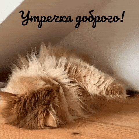 Открытка «С добрым утром»: Пушистое доброе утро. Тэги: кот, животное, пожелание, позитивная, отличное настроение…
