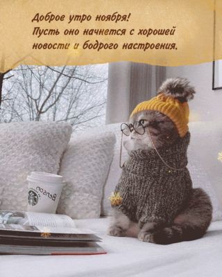 Открытка «С добрым утром»: Доброе утро ноября: уют, кофе и бодрое настроение. Тэги: хорошего дня, кот, животное…