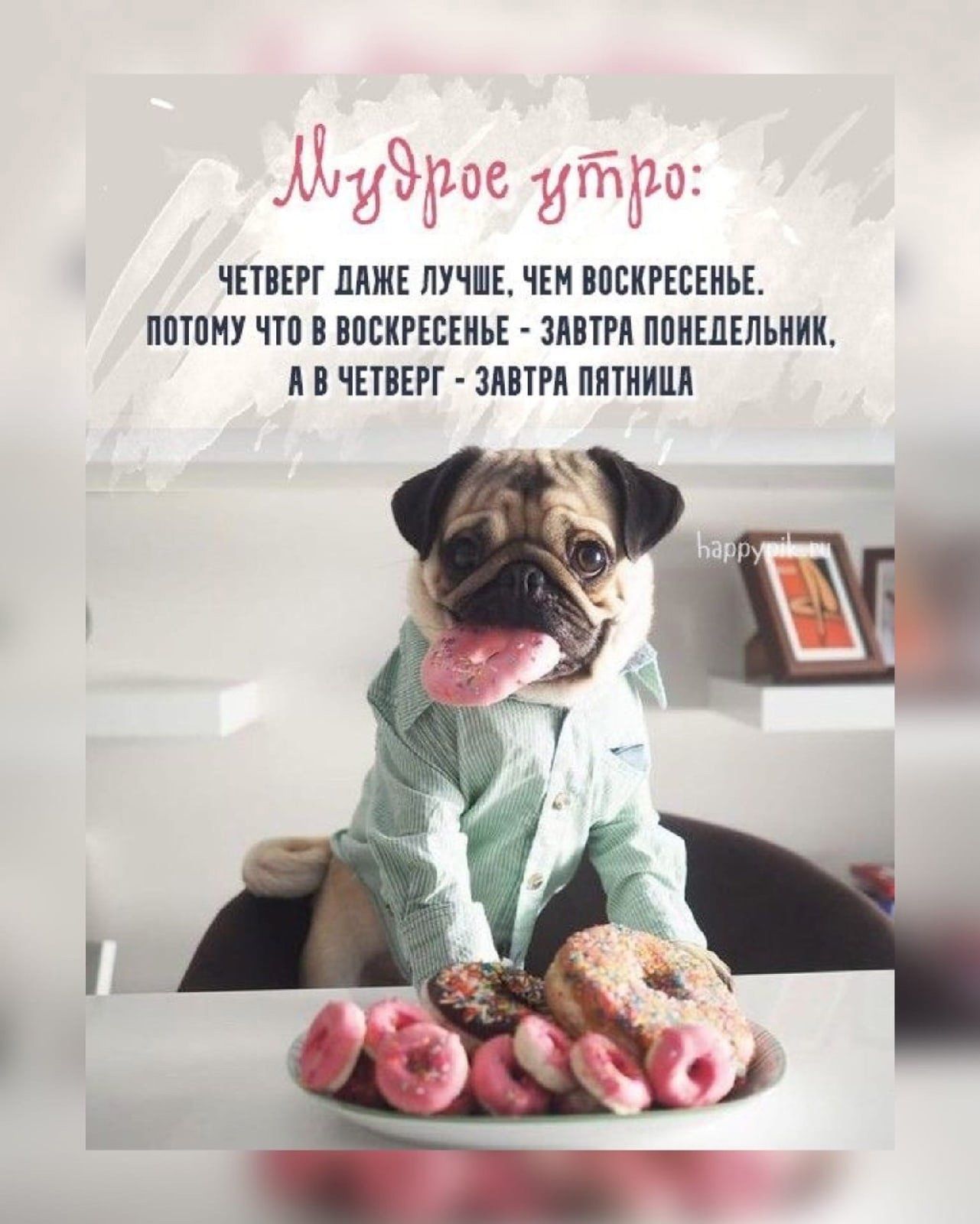 Открытка «С добрым утром»: Мудрое утро от мопса: четверг лучше воскресенья!. Тэги: хорошего дня, животное, пожелание…