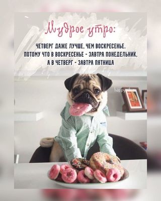 Открытка «С добрым утром»: Мудрое утро от мопса: четверг лучше воскресенья!. Тэги: хорошего дня, животное, пожелание…