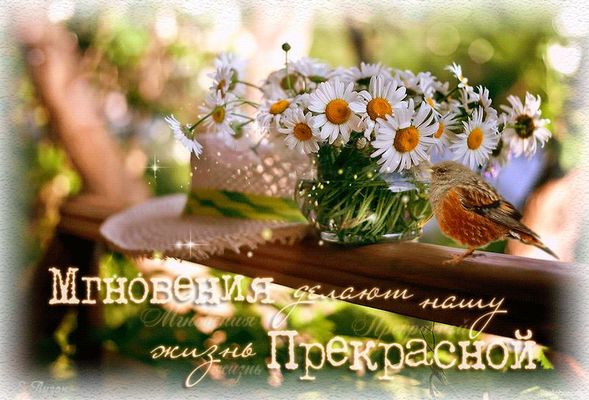 Открытка «С добрым утром»: Утро с ромашками: Мгновения делают жизнь прекрасной. Тэги: хорошего дня, животное, пожелан…