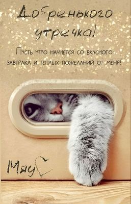 Открытка «С добрым утром»: Пушистое доброе утречко и теплые пожелания!. Тэги: кот, животное, пожелание, позитивная…