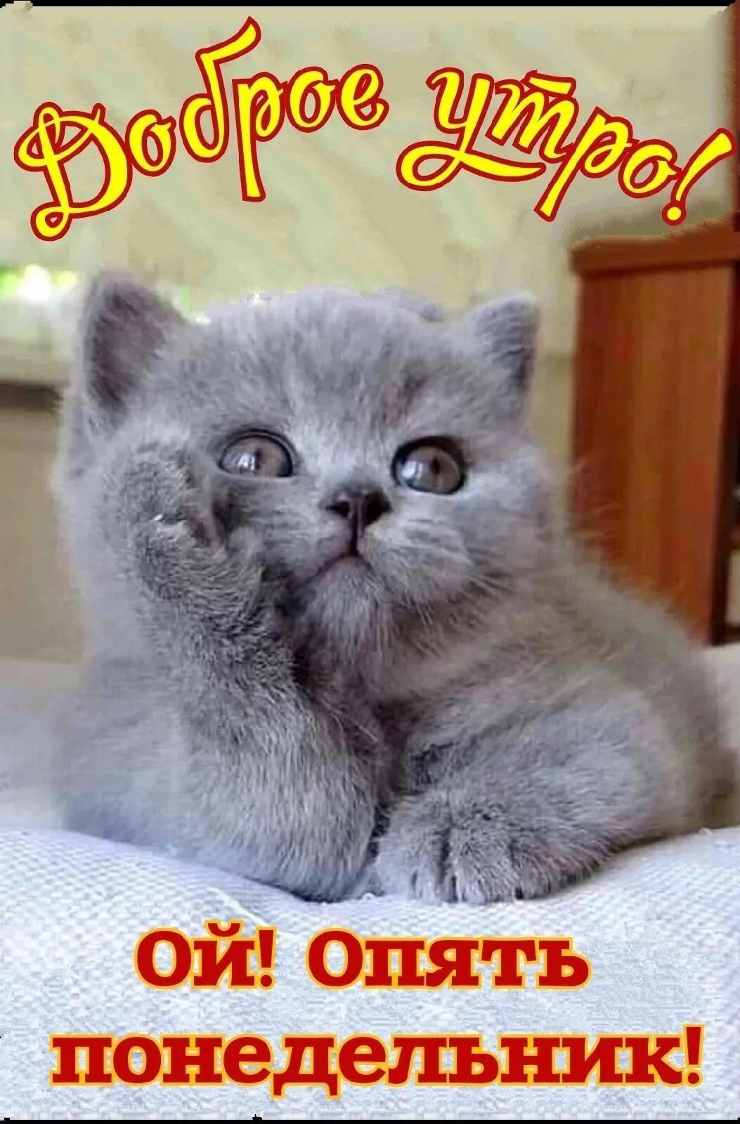 Открытка «С добрым утром»: Милый котик: Доброе утро и понедельник!. Тэги: кот, животное, пожелание, позитивная, юмор…