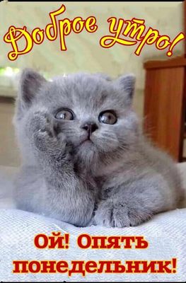 Открытка «С добрым утром»: Милый котик: Доброе утро и понедельник!. Тэги: кот, животное, пожелание, позитивная, юмор…