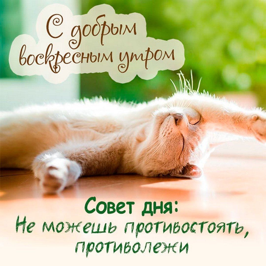 Открытка «С добрым утром»: С добрым воскресным утром: нежный кот и совет дня. Тэги: хорошего дня, кот, животное…