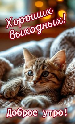Открытка «С добрым утром»: Доброе утро и хороших выходных! Милый котенок. Тэги: С добрым субботним утром, С добрым во…