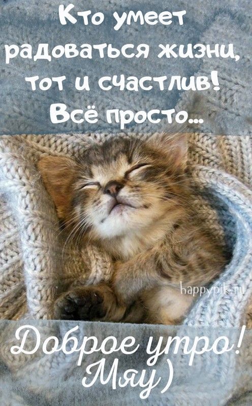 Открытка «С добрым утром»: Доброе утро: уютное счастье и мурлыканье. Тэги: хорошего дня, кот, животное, пожелание…