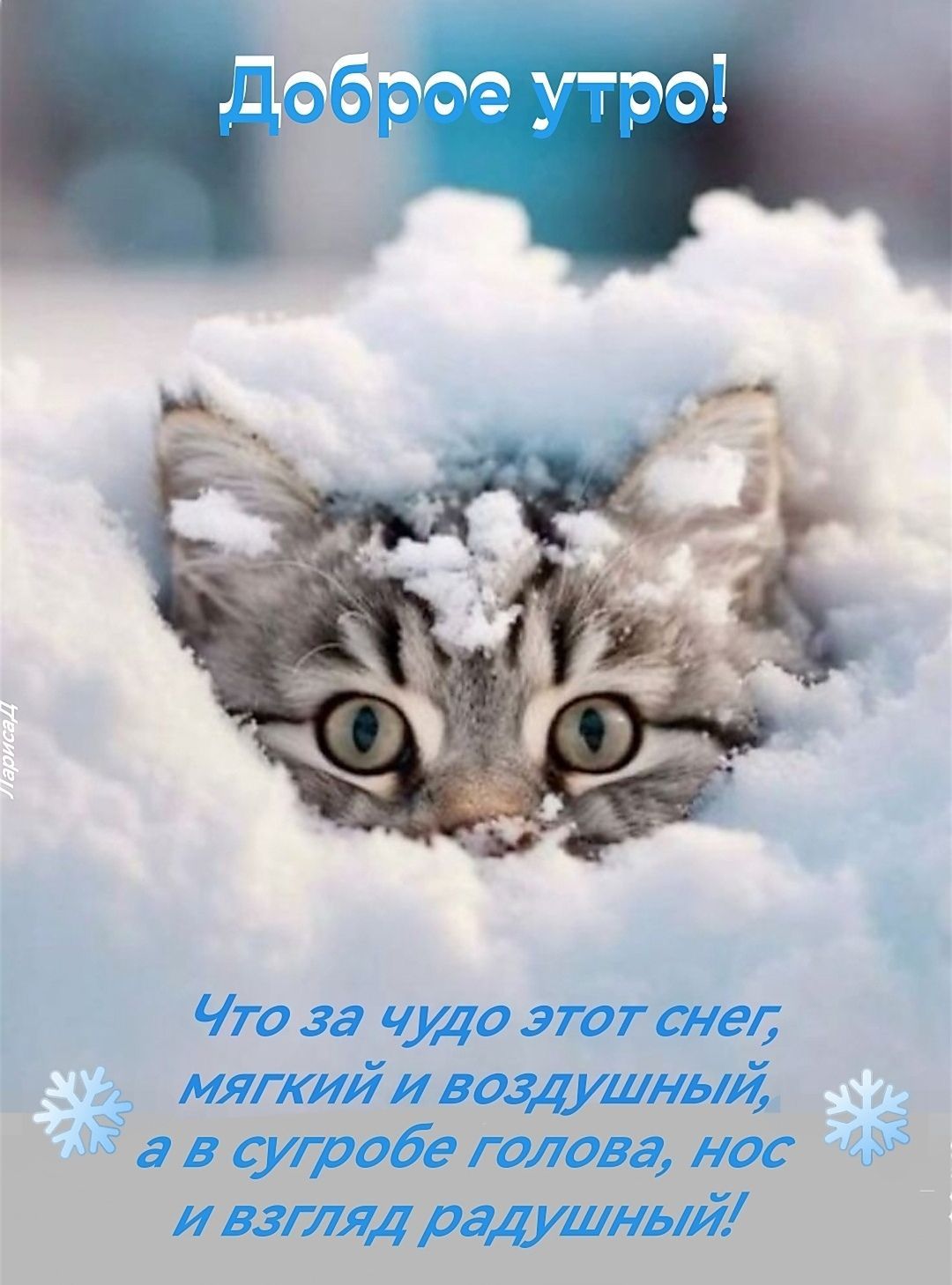 Открытка «С добрым утром»: Доброе утро: пушистый котёнок в снегу. Тэги: кот, животное, пожелание, позитивная, красивая…