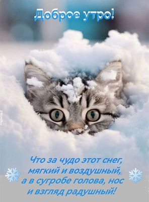 Открытка «С добрым утром»: Доброе утро: пушистый котёнок в снегу. Тэги: кот, животное, пожелание, позитивная, красивая…