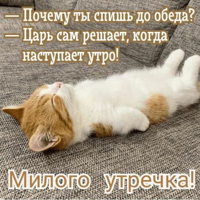 Открытка «С добрым утром»: Царь-кот и его царское доброе утро!. Тэги: кот, животное, пожелание, позитивная, отличное…