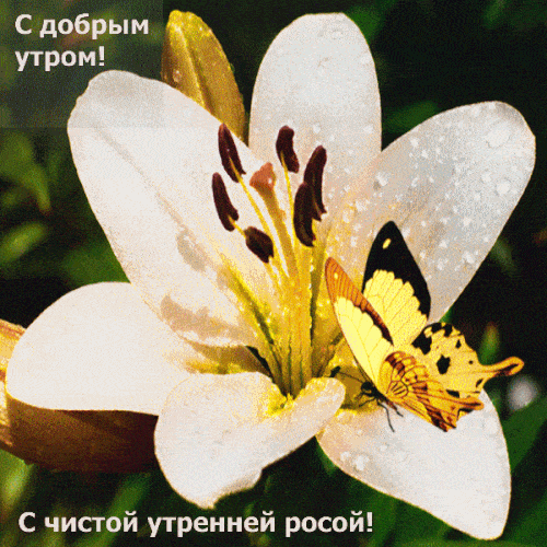 Открытка «С добрым утром»: С добрым утром! Цветок и бабочка в утренней росе. Тэги: животное, пожелание, позитивная…