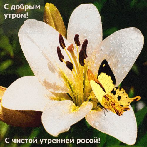 Открытка «С добрым утром»: С добрым утром! Цветок и бабочка в утренней росе. Тэги: животное, пожелание, позитивная…
