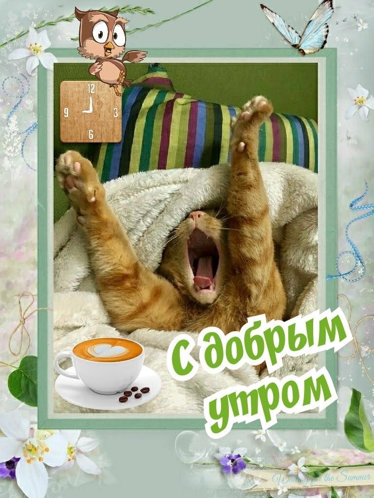 Открытка «С добрым утром»: Уютное доброе утро с котиком и кофе. Тэги: хорошего дня, кот, животное, пожелание, позитив…