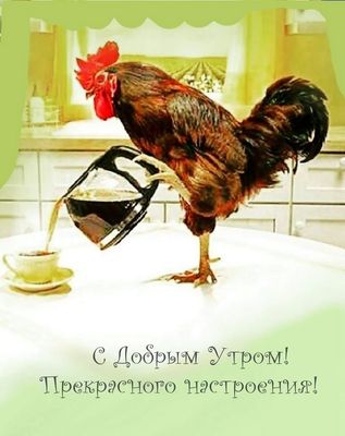 Открытка «С добрым утром»: Доброе утро: кофе, приготовленный петухом!. Тэги: животное, пожелание, позитивная, отлично…