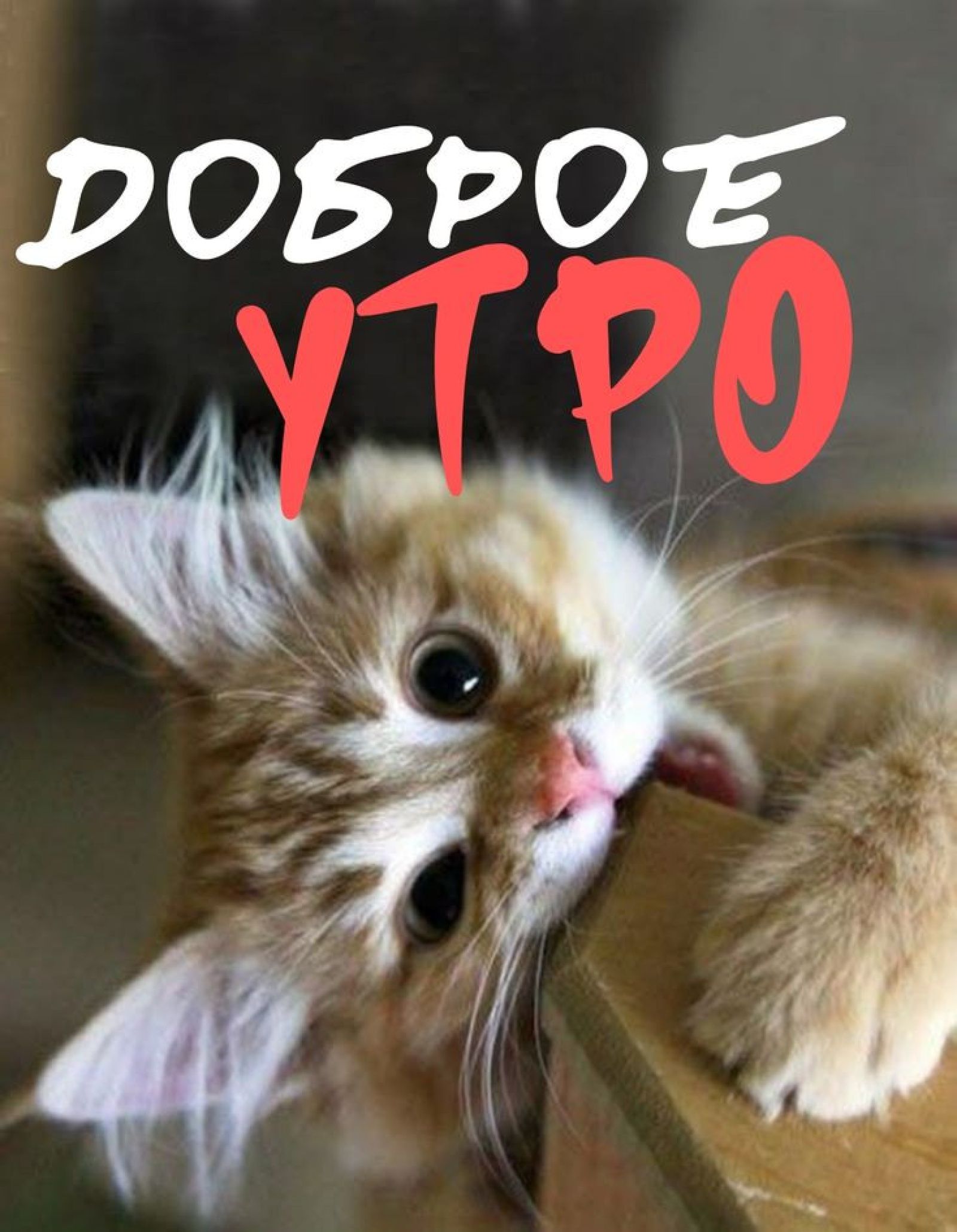 Открытка «С добрым утром»: Доброе утро с милым котенком: нежность и позитив. Тэги: животное, пожелание, позитивная…