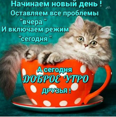Открытка «С добрым утром»: Пушистый котик желает доброго утра, друзья!. Тэги: кот, животное, пожелание, позитивная…