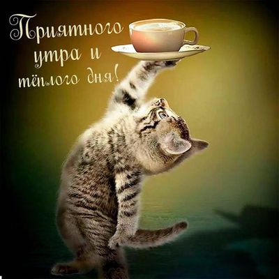 Открытка «С добрым утром»: Котенок с кофе: приятного утра и теплого дня!. Тэги: кот, животное, пожелание, позитивная…