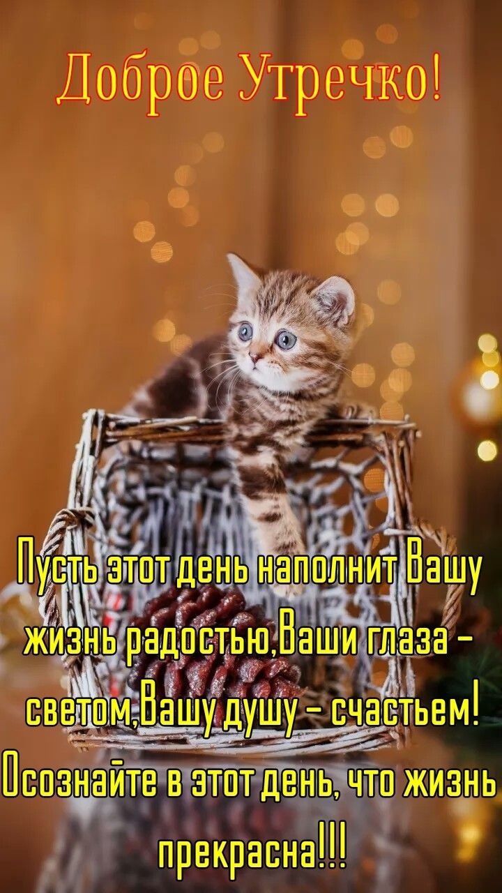Открытка «С добрым утром»: Нежное Доброе Утречко с пушистым другом. Тэги: кот, животное, пожелание, позитивная…