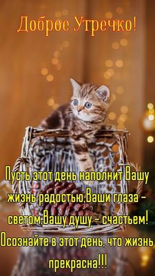 Открытка «С добрым утром»: Нежное Доброе Утречко с пушистым другом. Тэги: кот, животное, пожелание, позитивная…