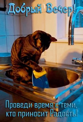 Открытка «С добрым утром»: Добрый вечер и кот-помощник: радость в каждом моменте!. Тэги: кот, животное, пожелание…