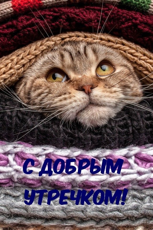 Открытка «С добрым утром»: Пушистое доброе утречко в теплых объятиях. Тэги: кот, животное, позитивная, прикольная…