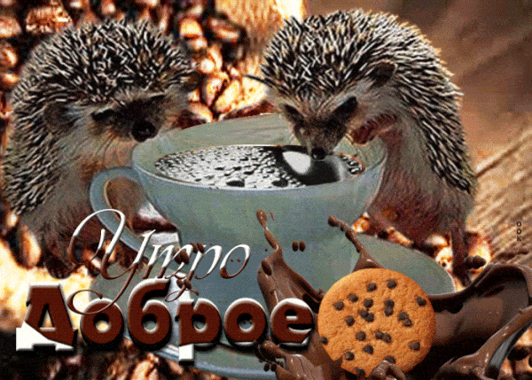 Открытка «С добрым утром»: Доброе утро с ежиками, кофе и печеньем!. Тэги: С добрым утром с юмором, Анимированное добр…