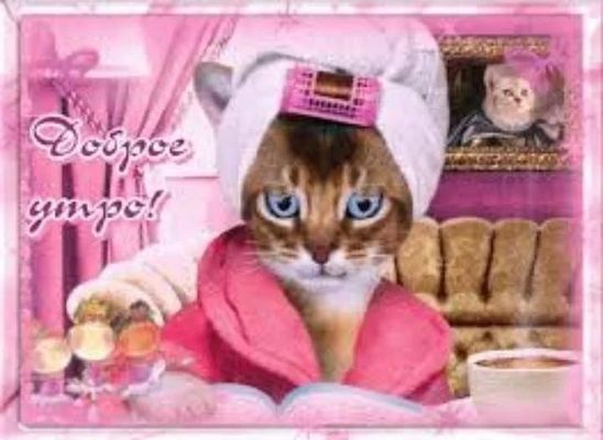Открытка «С добрым утром»: С добрым утром от очаровательной кошечки!. Тэги: кот, животное, пожелание, позитивная, юмор…