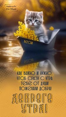 Открытка «С добрым утром»: Пушистое доброе утро: котенок в лодке с мимозой. Тэги: кот, животное, пожелание, позитивная…
