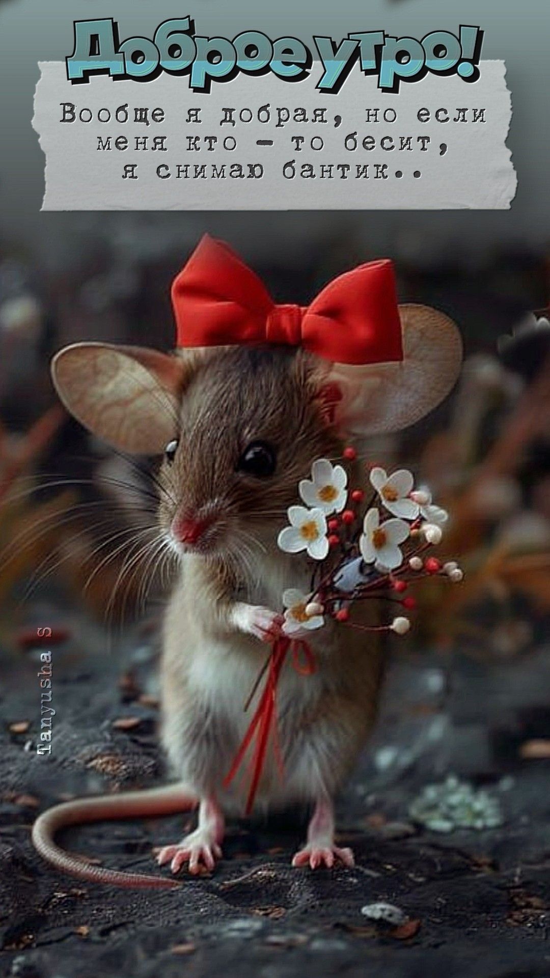 Открытка «С добрым утром»: Юморное доброе утро от мышки с бантом. Тэги: животное, пожелание, позитивная, юмор, прикол…