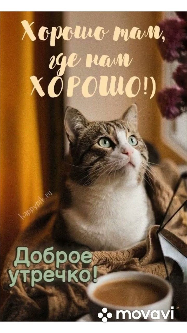 Открытка «С добрым утром»: Уютное доброе утречко с пушистым другом. Тэги: хорошего дня, кот, животное, пожелание…
