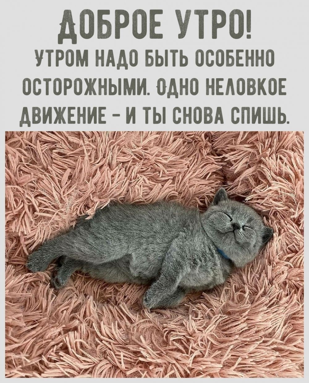 Открытка «С добрым утром»: Доброе утро! Главное – не уснуть снова. Тэги: кот, животное, пожелание, позитивная, отличн…
