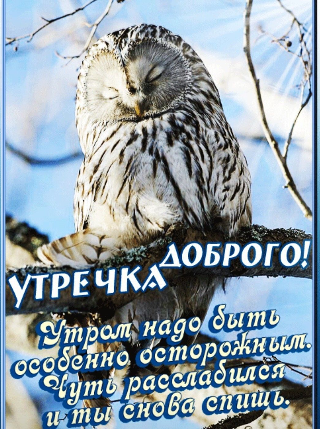 Открытка «С добрым утром»: Доброе утро: совушка знает, как сложно проснуться. Тэги: С добрым зимним утром, С добрым у…