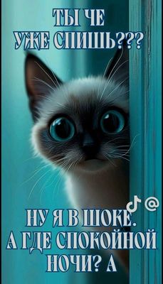 Открытка «С добрым утром»: Забавный котик с добрым утром: где спокойной ночи?. Тэги: кот, животное, пожелание, позити…