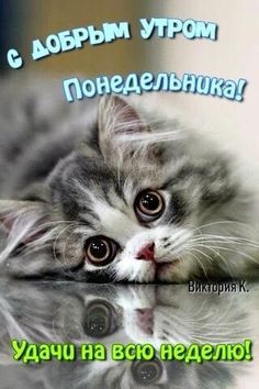 Открытка «С добрым утром»: Нежный привет от котенка на удачную неделю!. Тэги: кот, животное, пожелание, позитивная…