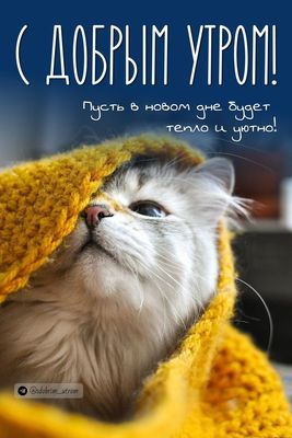 Открытка «С добрым утром»: Уютное доброе утро с пушистым котом. Тэги: кот, животное, пожелание, позитивная, отличное…