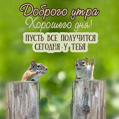 Открытка «С добрым утром»: Доброго утра и отличного дня! Пусть все получится!. Тэги: животное, пожелание, позитивная…