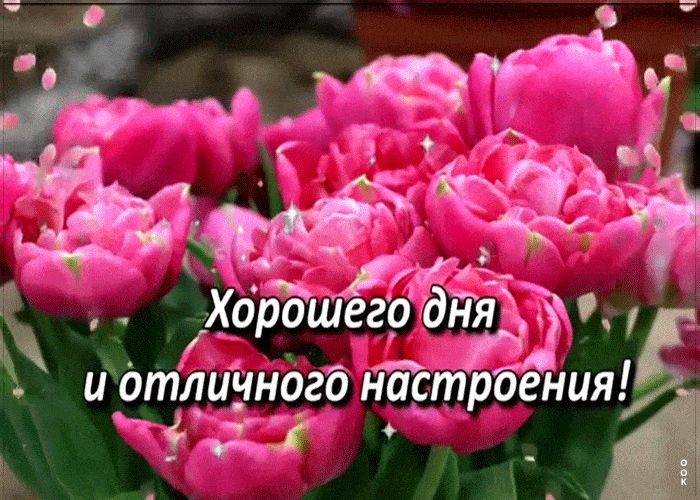 Открытка «С добрым утром»: Яркие тюльпаны для отличного дня и настроения!. Тэги: пожелание, позитивная, хорошего дня…