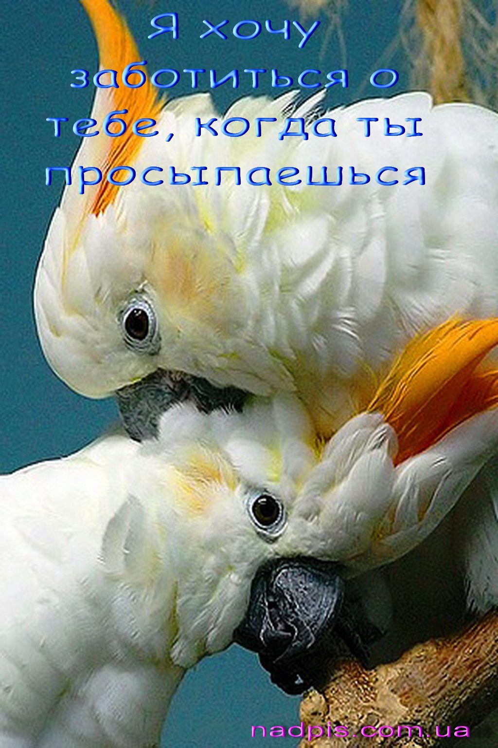 Открытка «С добрым утром»: Нежное утро и моя забота о тебе. Тэги: животное, пожелание, позитивная, утро, любимому…