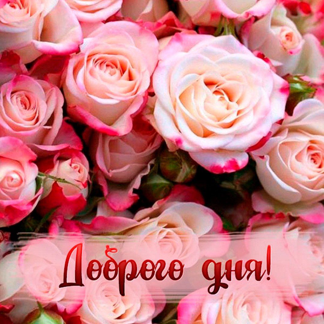 Открытка «Пожелание»: Доброго дня с букетом нежных роз. Тэги: позитивная, хорошего дня, отличное настроение, подруга…