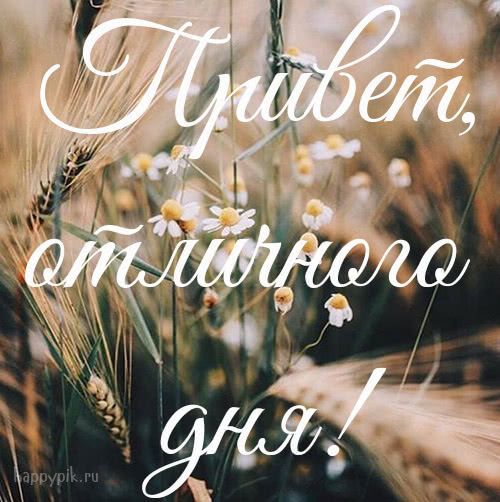 Открытка «Пожелание»: Привет, отличного дня! Нежность поля. Тэги: позитивная, хорошего дня, отличное настроение…