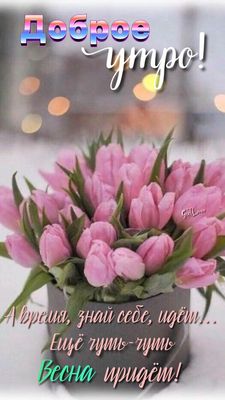 Открытка «С добрым утром»: Доброе утро! Нежные тюльпаны и ожидание весны. Тэги: пожелание, позитивная, утро, красивая…