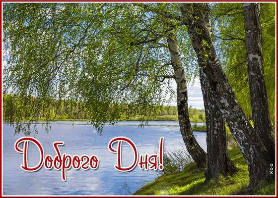 Открытка «Хорошего дня»: Доброго Дня! Свежесть березовой рощи. Тэги: пожелание, позитивная, утро, красивая, весна…