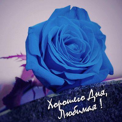 Открытка «Хорошего дня»: Синяя роза для любимой: Хорошего дня!. Тэги: пожелание, женщина, красивая, добрый день…