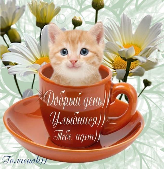Открытка «Добрый день»: Милый котёнок в чашке: Добрый день, улыбнись!. Тэги: Добрый день и добрые пожелания, Добрый д…