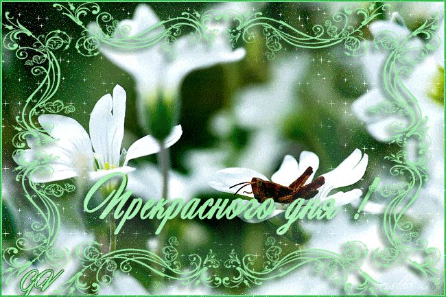 Открытка «Добрый день»: Нежность утра: цветы, кузнечик и прекрасный день. Тэги: анимационный, Добрый день и добрые по…