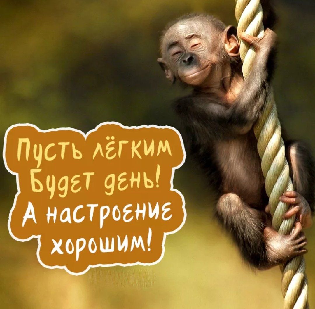 Открытка «Добрый день»: Улыбчивое утро с обезьянкой: легкий день и хорошее настроение. Тэги: Добрый день и добрые пож…